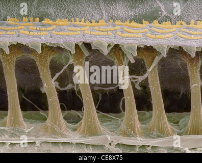 Inner ear hair cells Coloured scanning electron micrograph SEM sensory hair cells in cochlea inner ear crescent-shaped Stock Photo