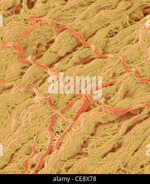 Dense connective tissue coloured scanning electron micrograph SEM main component tissue collagen Magnification x1500 when Stock Photo