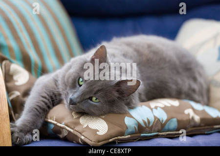 Domestic cat Single adult laying on a sofa UK Stock Photo