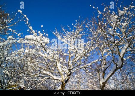 Snowy tree branches against blue sky, Finland Stock Photo