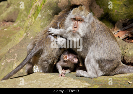 Long-tailed macaque (Macaca fascicularis) family, Bali, Indonesia. Stock Photo