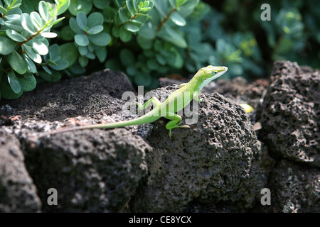 A Green Lizard, Anolis anole carolinensis porcatus lizard , sitting on volcanic rock Hawaii USA Stock Photo