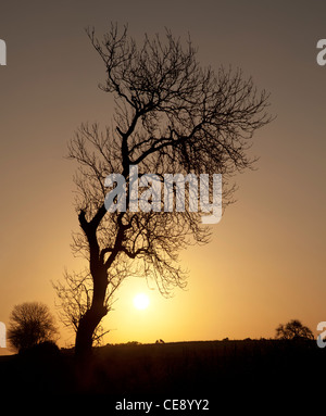 Silhouette of leafless tree at sunset, twilight on farmland with sun going down on English countryside Stock Photo