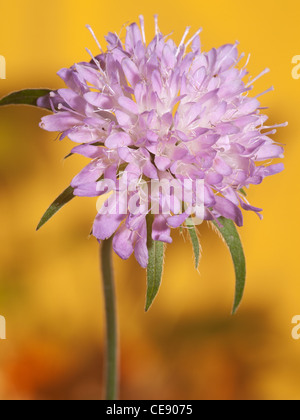 Butterfly Blue, Scabiosa columbaria, portrait of flower with out of focus background. Stock Photo
