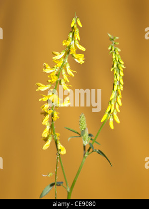 Yellow Sweet Clover, Melilotus officinalis, portrait of flower with out of focus background. Stock Photo