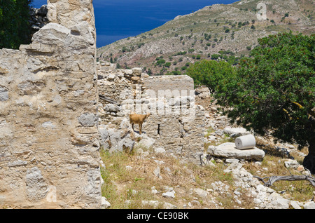 A goat stands on ruins around the abandoned hill town of Mikro Chorio on Tilos Island, Greece Stock Photo