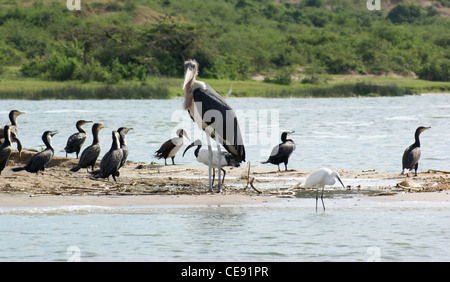 a bird named 'Marabou' and some other birds in Uganda (Africa) Stock Photo