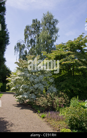 Cornus Kousa in Newby Hall Gardens Stock Photo