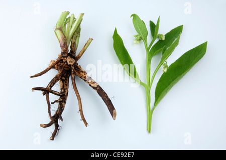 Common Comfrey (Symphytum officinale), roots and flowering stem, studio picture against a white background. Stock Photo