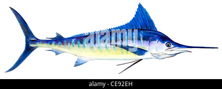 Striped Marlin (Tetrapturus audax), drawing. Stock Photo