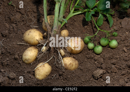 Potato (Solanum tuberosum Quarta). Plant with tubers and green fruit. Stock Photo