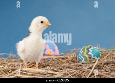 Adorable Easter chick in hay with Easter eggs against textured blue background Stock Photo
