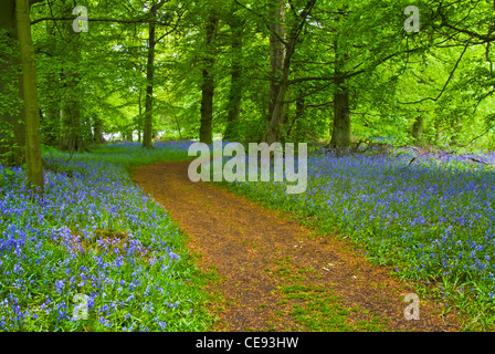 Mass of bluebells either side of a path in woods near Derby Derbyshire England GB UK Europe Stock Photo
