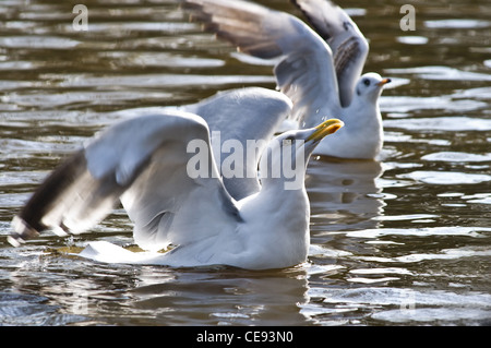 Herring gulls or Larus argentatus trying to get some food Stock Photo