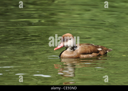 female red crested pochard Stock Photo