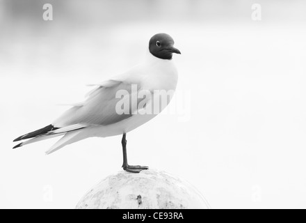 Black-headed Gull or Larus Ridibundus standing on mooring-mast in harbor-black and white image Stock Photo