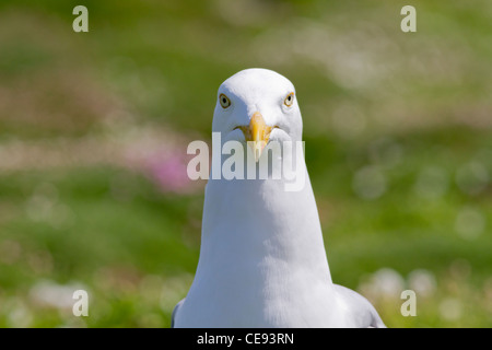 Herring Gull (Larus argentatus) head-on Stock Photo