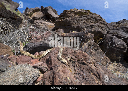 Sonoran Gopher Snake, (Pituophis catenifer affinis), at a den in the spring, Bernalillio county, New Mexico, USA. Stock Photo