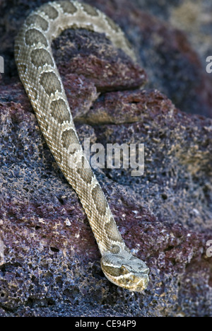 Prairie Rattlesnake, (Crotalus viridis), at a den in the spring.  Petroglyph National Monument, Bernalillio county, New Mexico. Stock Photo