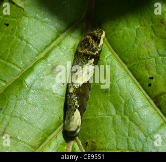 Larva of Giant Swallowtail Butterfly (Papilio cresphontes) mimicking bird dropping, Costa Rica Stock Photo