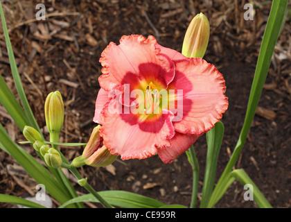 Closeup Of Blooming Red Daylily Flower With Green Leaves Background In 