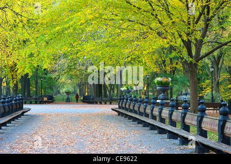 Wooden Benches in Central Park, New York Stock Photo