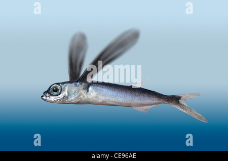 Flying Fish Stock Photo