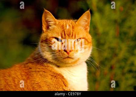 A ginger cat  Felis catus Stock Photo