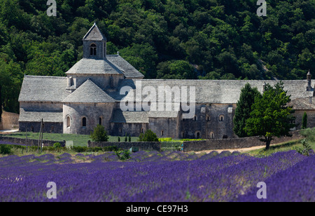 Lavender field in Provence (France) Stock Photo