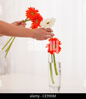 USA, Illinois, Metamora,, Close-up of woman putting flowers into vase Stock Photo