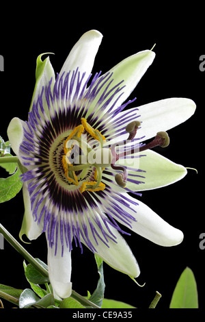 Flower of a blue passionflower, Passiflora caerulea, showing pistil and stamens clearly. Stock Photo