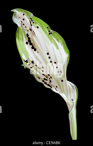 Hosta leaf showing holes created by pests feeding Stock Photo
