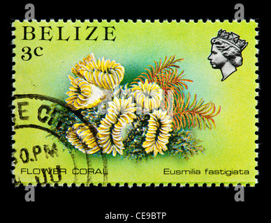 Postage stamp from Belize depicting flower coral (Eusmilia fastigiata) Stock Photo