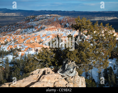 Old Bristle Cone Pine tree overlooking Bryce Canyon Stock Photo