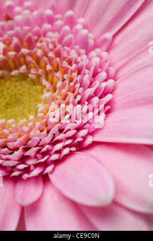 Extreme close-up of gerbera flower. Macro shot in a studio. Stock Photo