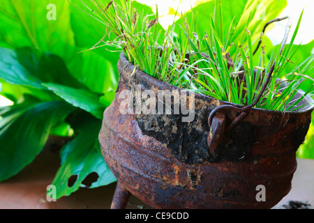 Cast iron cooking pot used as plant container. Called phutu by indigenous tribes and potjie by Afrikaners. South Africa. Hi-key. Stock Photo