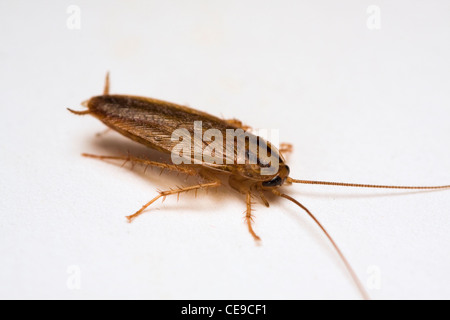 Adult German Cockroach on white background Stock Photo