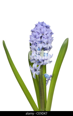 Blue hyacinth flowers and leaves isolated against white Stock Photo