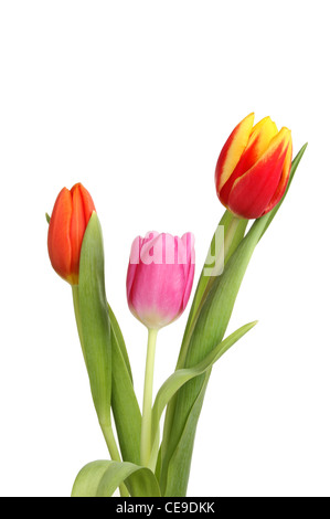 Three tulip flowers and foliage isolated against white Stock Photo