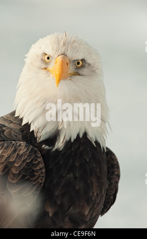 Face-to-face portrait of an North american bald eagle - Haliaeetus leucocephalus Stock Photo