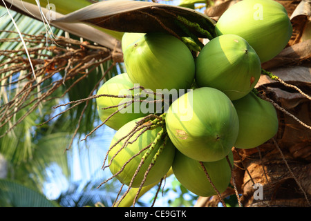 Clusters of coconuts close-up hanging on palm tree Stock Photo