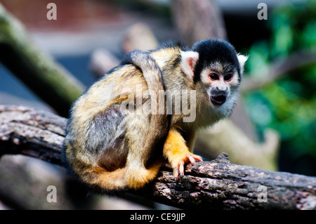 Common squirrel monkey (Saimiri sciureus) Stock Photo