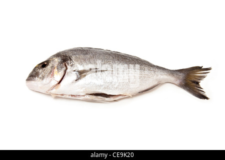 Sparus Aurata. Raw Sea Bream With Lemon Slices On Plate Ready To Cook 