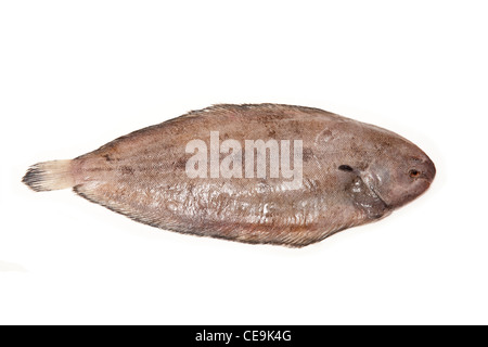 Dover sole (Solea solea) fish whole on a white studio background. Stock Photo