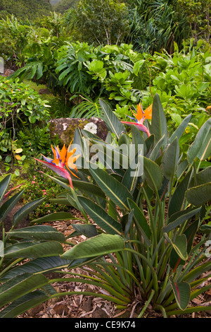 Bird of Paradise in the foreground of this tropical Limahuli Garden on the island of Kauai, Hawaii. USA Stock Photo
