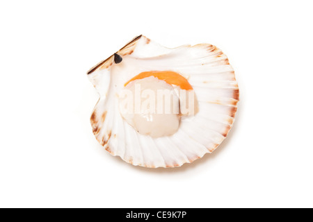 Great scallop (Pecten jacobaeus) raw in fan shaped shell isolated on a white studio background. Stock Photo