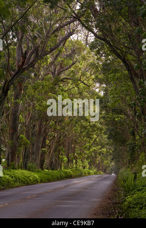 Eucalyptus trees line this road outside of Koloa, Kauai, Hawaii. USA Stock Photo