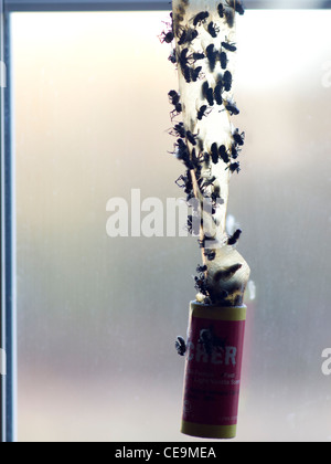 Dead cluster flies caught on sticky flypaper hanging in front of a window. Stock Photo