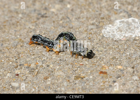 Caterpillar on the floor in Phuket, Thailand Stock Photo