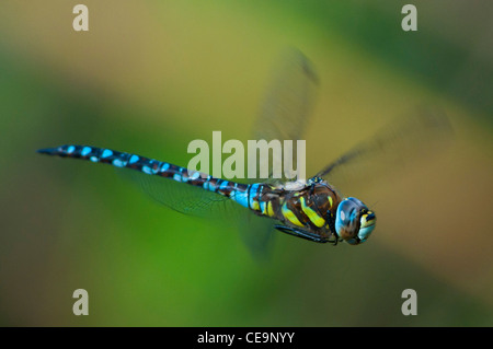 Migrant Hawker dragonfly Stock Photo